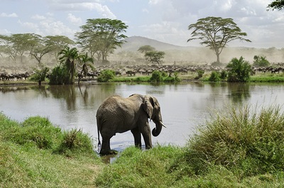 Tanzania National Parks