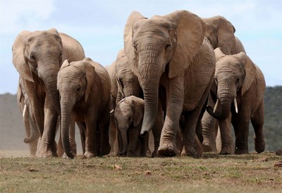 Нашествие слонов